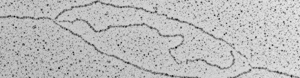 DNA repair