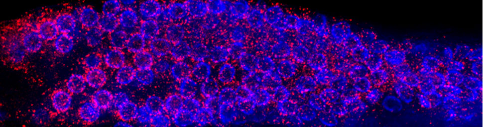 DNA Editing in Immunity 
and Epigenetics