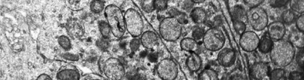 Membrane Trafficking and Tissue Architecture