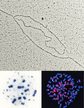 mechanisms-regulators-chromatin-replication-segregation