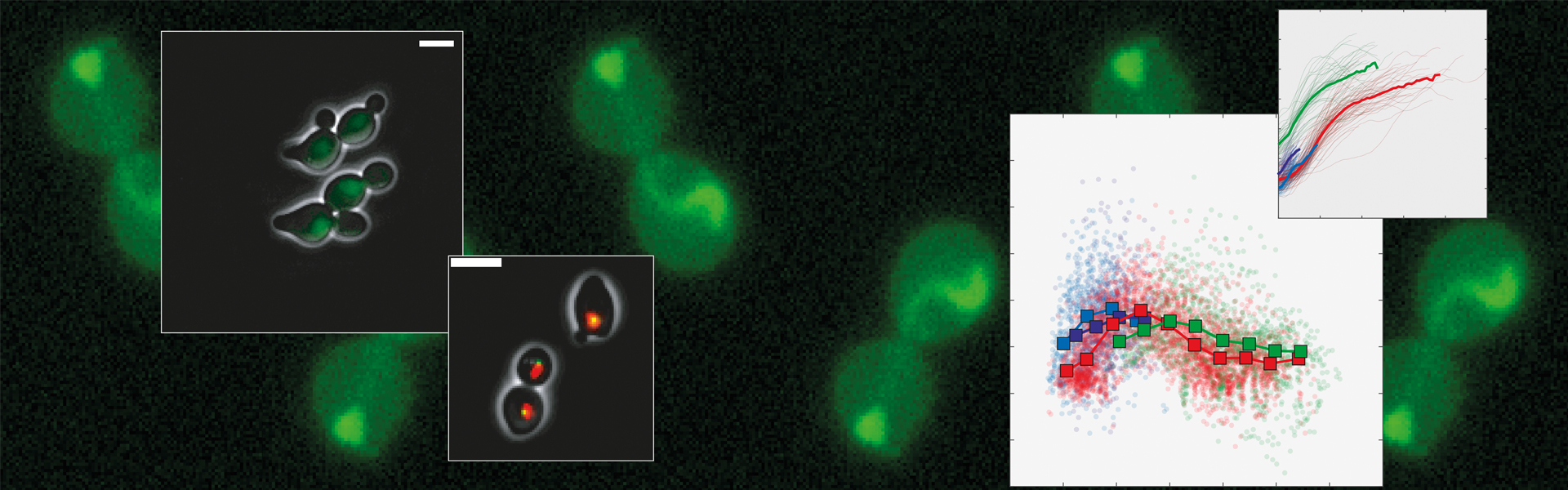 Single cell dynamics