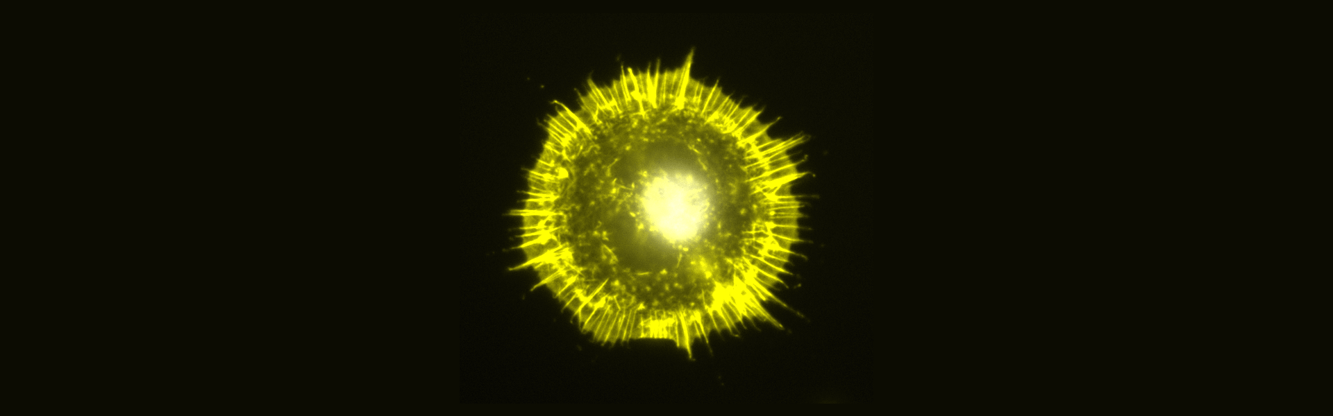 Cell architecture