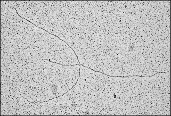 DNA polimeri di RAD51