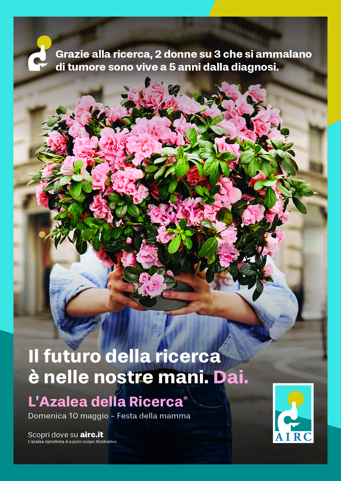 Azalea della Ricerca AIRC
