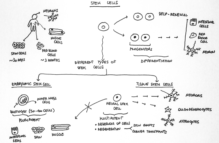 Stem Cells