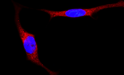 DelSal Lab