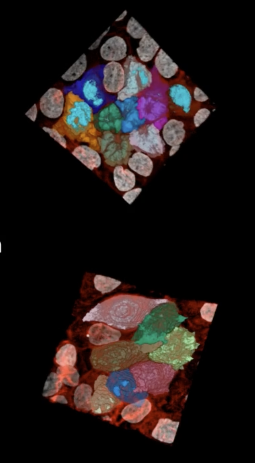 Foto Ricercatori IFOM