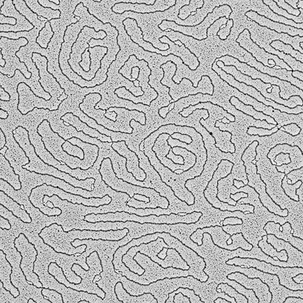 Microscopia elettronica cellulare e dei tessuti