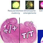 review article