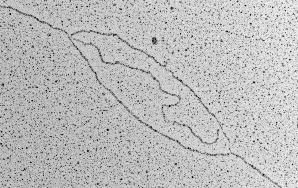 Branzei-Lab-06