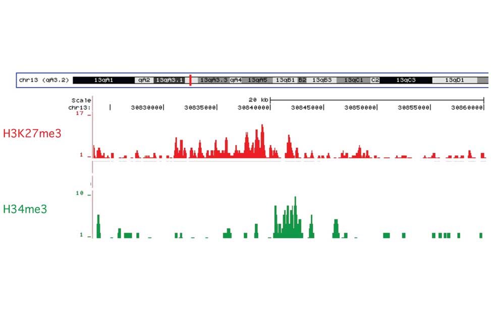 Screening for cancer mutations